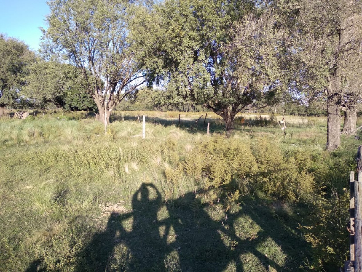 LOTE