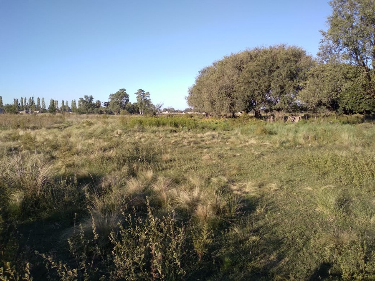 LOTE